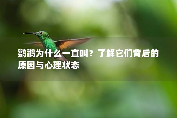 鹦鹉为什么一直叫？了解它们背后的原因与心理状态