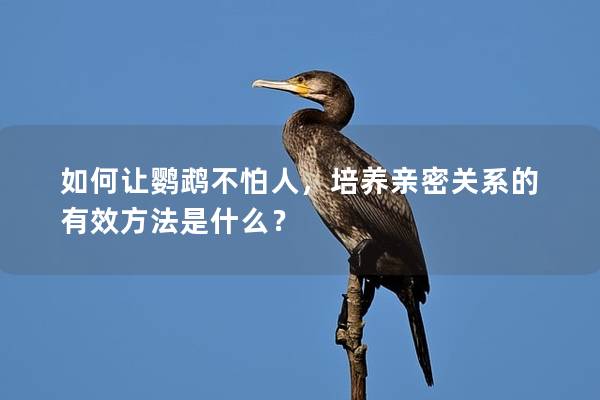 如何让鹦鹉不怕人，培养亲密关系的有效方法是什么？