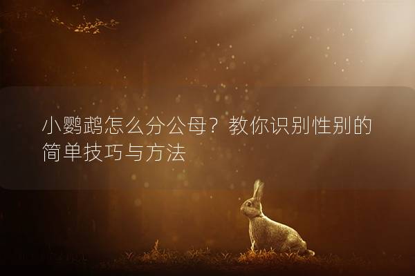 小鹦鹉怎么分公母？教你识别性别的简单技巧与方法
