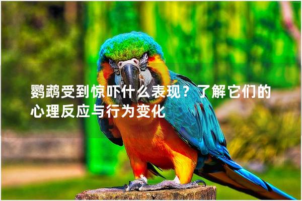 鹦鹉受到惊吓什么表现？了解它们的心理反应与行为变化