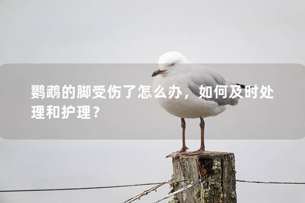 鹦鹉的脚受伤了怎么办，如何及时处理和护理？