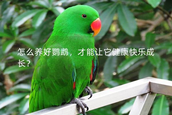 怎么养好鹦鹉，才能让它健康快乐成长？