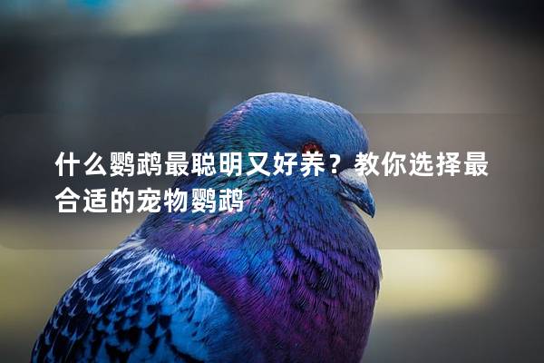 什么鹦鹉最聪明又好养？教你选择最合适的宠物鹦鹉