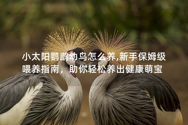 小太阳鹦鹉幼鸟怎么养,新手保姆级喂养指南，助你轻松养出健康萌宝