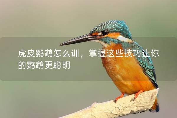虎皮鹦鹉怎么训，掌握这些技巧让你的鹦鹉更聪明