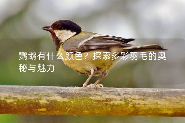 鹦鹉有什么颜色？探索多彩羽毛的奥秘与魅力