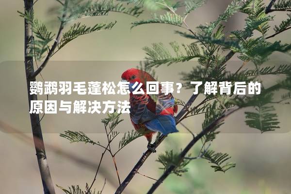 鹦鹉羽毛蓬松怎么回事？了解背后的原因与解决方法