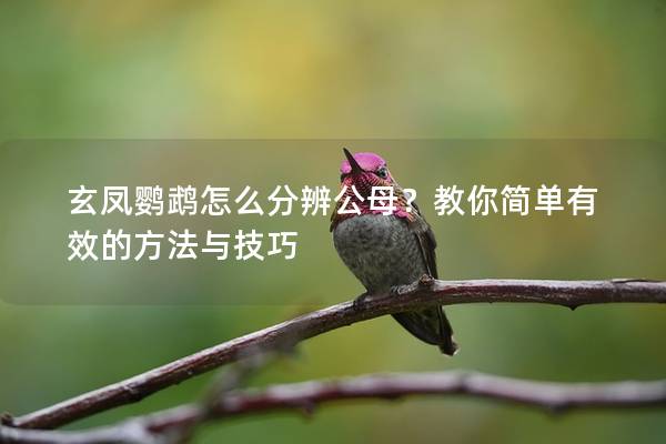 玄凤鹦鹉怎么分辨公母？教你简单有效的方法与技巧