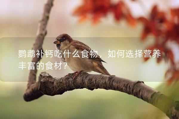鹦鹉补钙吃什么食物，如何选择营养丰富的食材？