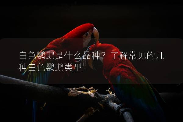 白色鹦鹉是什么品种？了解常见的几种白色鹦鹉类型
