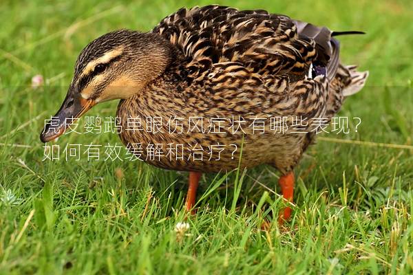 虎皮鹦鹉单眼伤风症状有哪些表现？如何有效缓解和治疗？