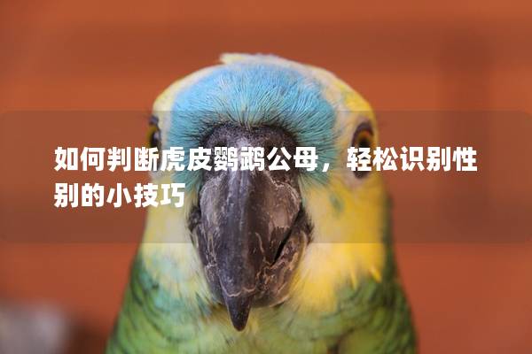 如何判断虎皮鹦鹉公母，轻松识别性别的小技巧