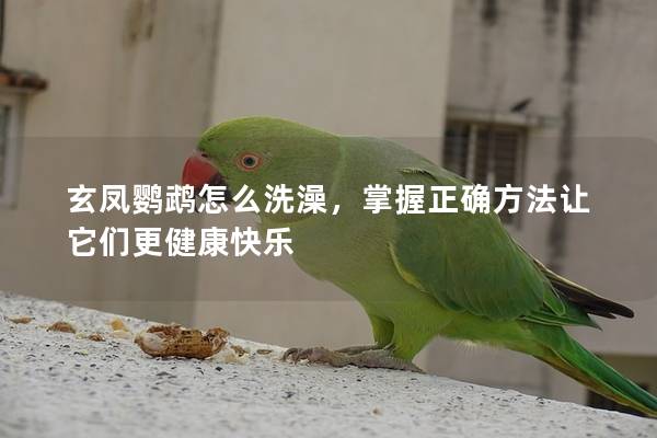 玄凤鹦鹉怎么洗澡，掌握正确方法让它们更健康快乐
