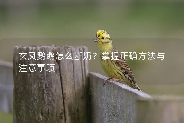 玄凤鹦鹉怎么断奶？掌握正确方法与注意事项