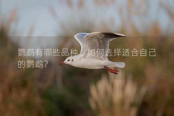 鹦鹉有哪些品种，如何选择适合自己的鹦鹉？