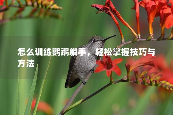 怎么训练鹦鹉躺手，轻松掌握技巧与方法