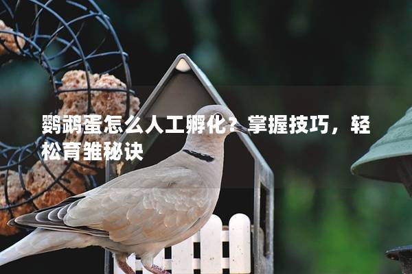 鹦鹉蛋怎么人工孵化？掌握技巧，轻松育雏秘诀