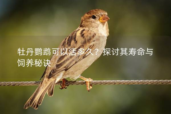 牡丹鹦鹉可以活多久？探讨其寿命与饲养秘诀