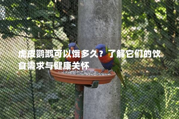 虎皮鹦鹉可以饿多久？了解它们的饮食需求与健康关怀