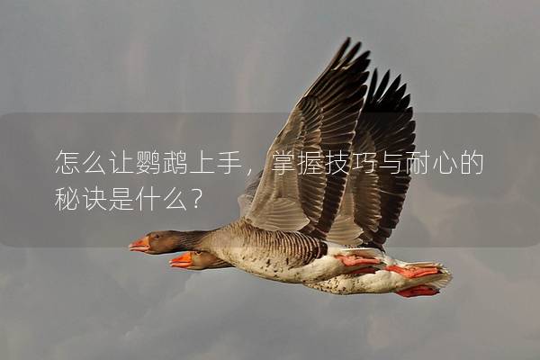 怎么让鹦鹉上手，掌握技巧与耐心的秘诀是什么？