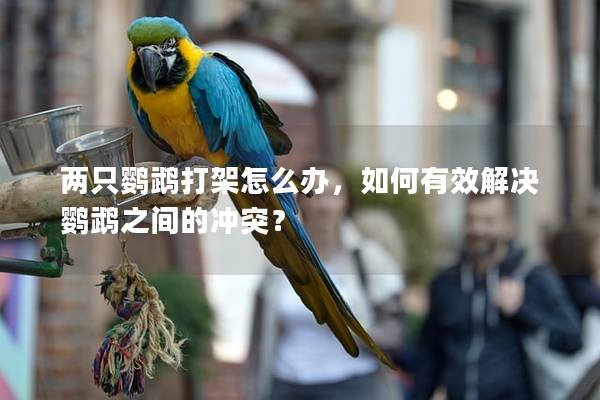 两只鹦鹉打架怎么办，如何有效解决鹦鹉之间的冲突？