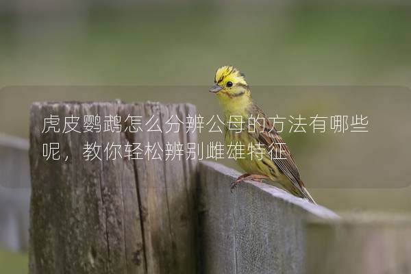 虎皮鹦鹉怎么分辨公母的方法有哪些呢，教你轻松辨别雌雄特征