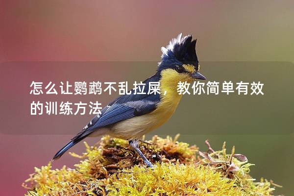怎么让鹦鹉不乱拉屎，教你简单有效的训练方法