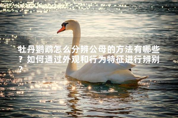 牡丹鹦鹉怎么分辨公母的方法有哪些？如何通过外观和行为特征进行辨别？