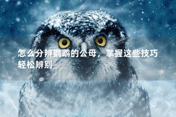 怎么分辨鹦鹉的公母，掌握这些技巧轻松辨别