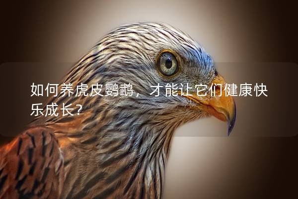 如何养虎皮鹦鹉，才能让它们健康快乐成长？