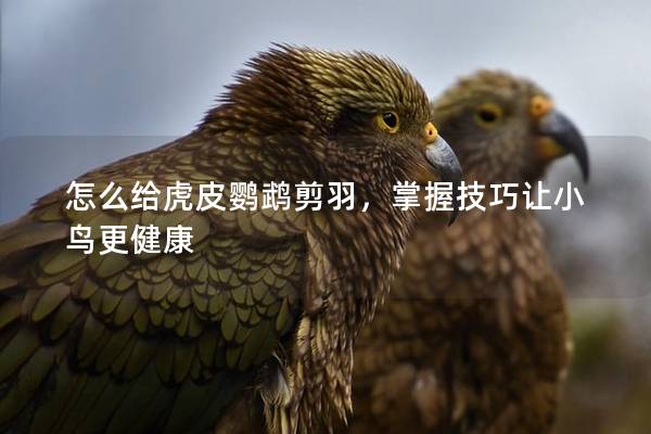 怎么给虎皮鹦鹉剪羽，掌握技巧让小鸟更健康