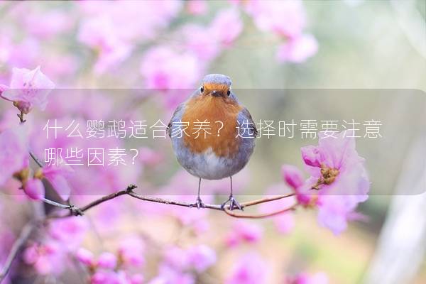 什么鹦鹉适合家养？选择时需要注意哪些因素？