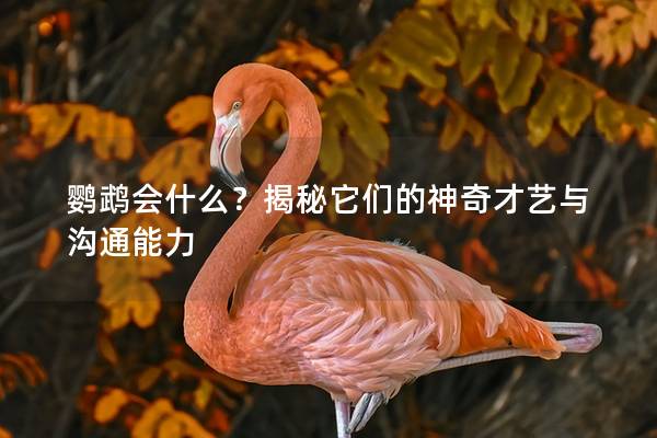 鹦鹉会什么？揭秘它们的神奇才艺与沟通能力