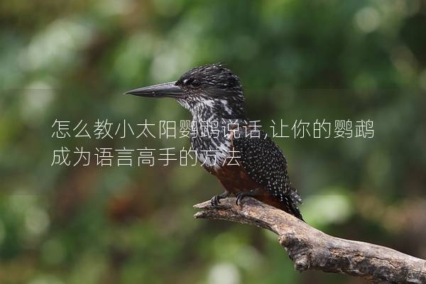 怎么教小太阳鹦鹉说话,让你的鹦鹉成为语言高手的方法
