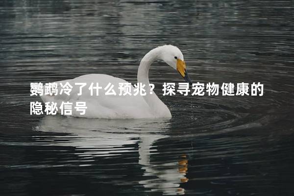 鹦鹉冷了什么预兆？探寻宠物健康的隐秘信号