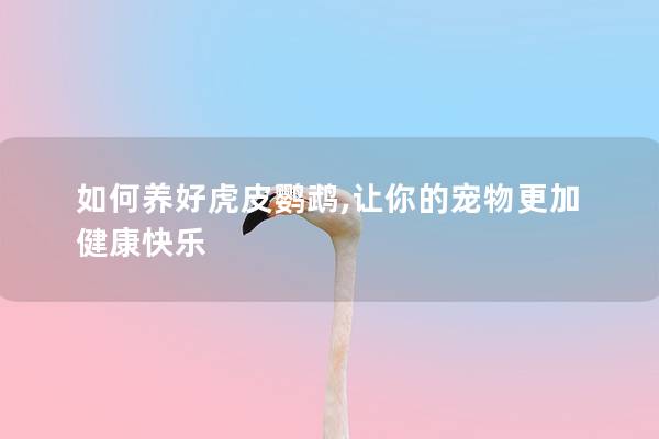 如何养好虎皮鹦鹉,让你的宠物更加健康快乐