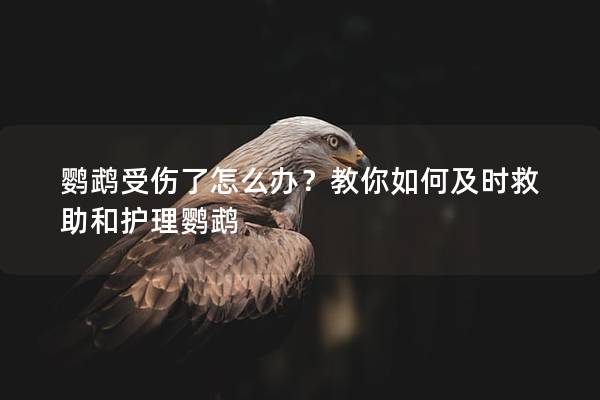 鹦鹉受伤了怎么办？教你如何及时救助和护理鹦鹉