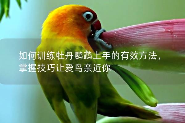 如何训练牡丹鹦鹉上手的有效方法，掌握技巧让爱鸟亲近你