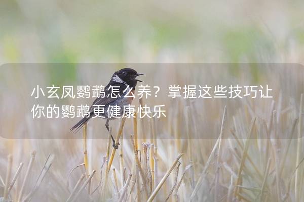 小玄凤鹦鹉怎么养？掌握这些技巧让你的鹦鹉更健康快乐