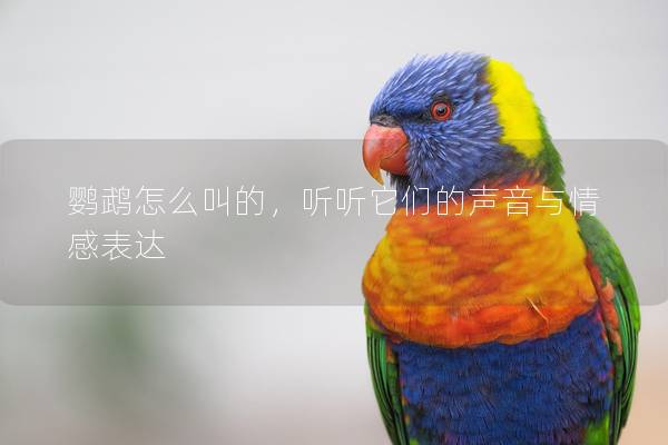 鹦鹉怎么叫的，听听它们的声音与情感表达