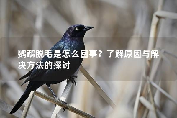 鹦鹉脱毛是怎么回事？了解原因与解决方法的探讨