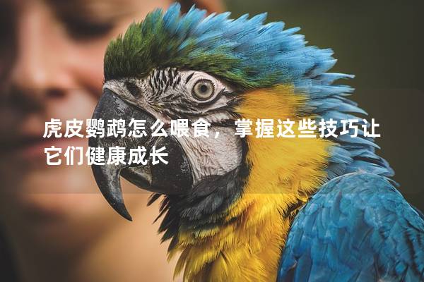 虎皮鹦鹉怎么喂食，掌握这些技巧让它们健康成长