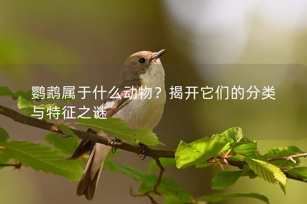 鹦鹉属于什么动物？揭开它们的分类与特征之谜