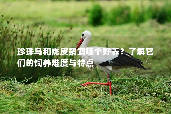 珍珠鸟和虎皮鹦鹉哪个好养？了解它们的饲养难度与特点