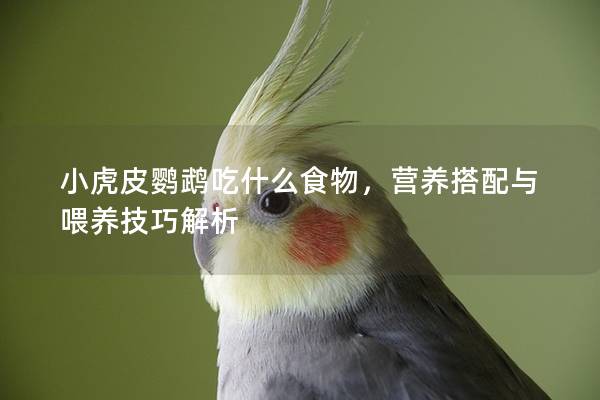 小虎皮鹦鹉吃什么食物，营养搭配与喂养技巧解析