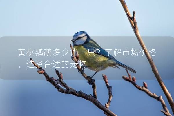 黄桃鹦鹉多少钱一只？了解市场价格，选择合适的宠物