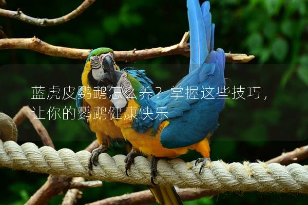 蓝虎皮鹦鹉怎么养？掌握这些技巧，让你的鹦鹉健康快乐
