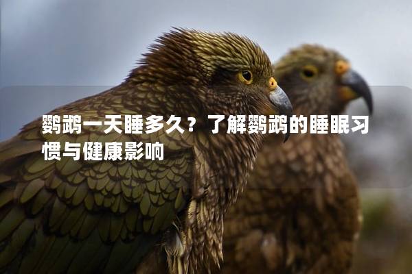 鹦鹉一天睡多久？了解鹦鹉的睡眠习惯与健康影响