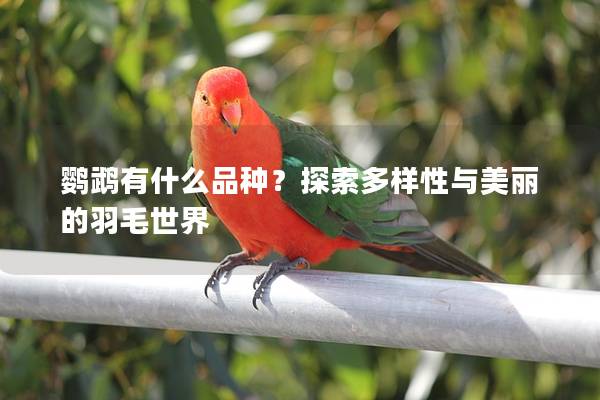 鹦鹉有什么品种？探索多样性与美丽的羽毛世界
