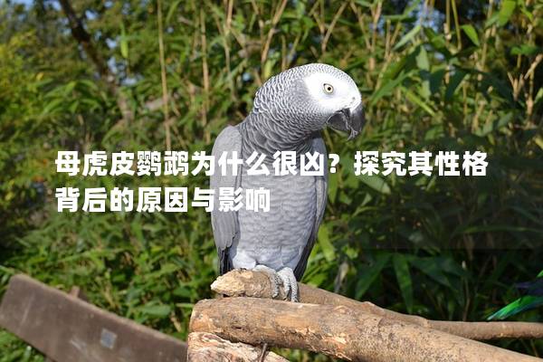 母虎皮鹦鹉为什么很凶？探究其性格背后的原因与影响